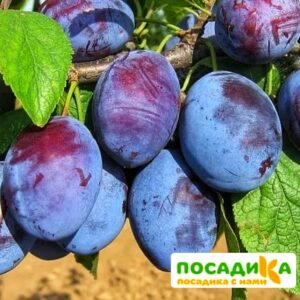 Слива Чачакская ранняя купить по цене от 229.00р. в интернет-магазине «Посадика» с доставкой почтой в в Ангарске и по всей России – [изображение №1].