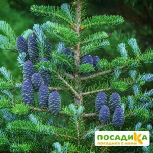 Пихта корейская (Abies koreana) купить по цене от 450.00р. в интернет-магазине «Посадика» с доставкой почтой в в Ангарске и по всей России – [изображение №1].