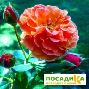 Роза Арабия купить по цене от 350.00р. в интернет-магазине «Посадика» с доставкой почтой в в Ангарске и по всей России – [изображение №1].