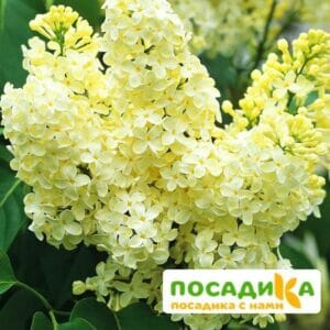 Сирень Примроуз (Primrose) купить по цене от 529.00р. в интернет-магазине «Посадика» с доставкой почтой в в Ангарске и по всей России – [изображение №1].