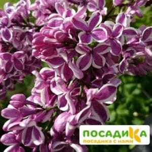 Сирень Сенсация купить по цене от 529.00р. в интернет-магазине «Посадика» с доставкой почтой в в Ангарске и по всей России – [изображение №1].