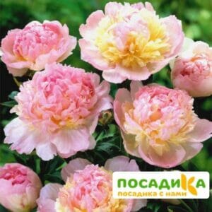 Пион Распберри Сандей (Paeonia Raspberry Sundae) купить по цене от 959р. в интернет-магазине «Посадика» с доставкой почтой в в Ангарске и по всей России – [изображение №1].