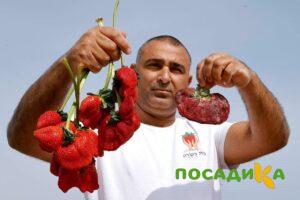 Клубника Гигант Джорнея купить по цене от 266р. в интернет-магазине «Посадика» с доставкой почтой в в Ангарске и по всей России – [изображение №1].