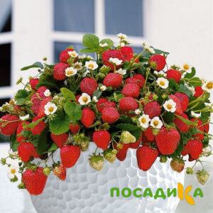 Клубника Рубиновый Шепот (горшечная) купить по цене от 240р. в интернет-магазине «Посадика» с доставкой почтой в в Ангарске и по всей России – [изображение №1].