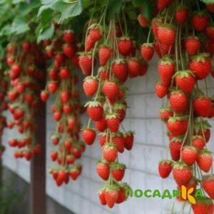 Клубника вьющаяся Комплимент купить по цене от 470р. в интернет-магазине «Посадика» с доставкой почтой в в Ангарске и по всей России – [изображение №1].