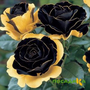 Роза Ханни Сикл купить по цене от 700р. в интернет-магазине «Посадика» с доставкой почтой в в Ангарске и по всей России – [изображение №1].