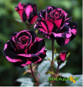 Роза Багровый Шепот купить по цене от 366р. в интернет-магазине «Посадика» с доставкой почтой в в Ангарске и по всей России – [изображение №1].