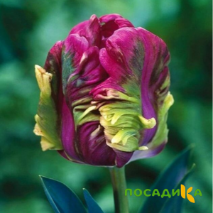Тюльпан Экзотик Хэвен купить по цене от 186р. в интернет-магазине «Посадика» с доставкой почтой в в Ангарске и по всей России – [изображение №1].
